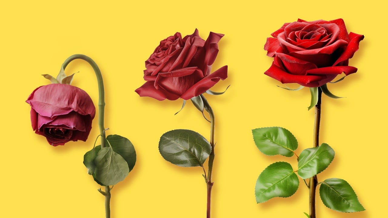 Loving Your Life: A Framework for Flourishing